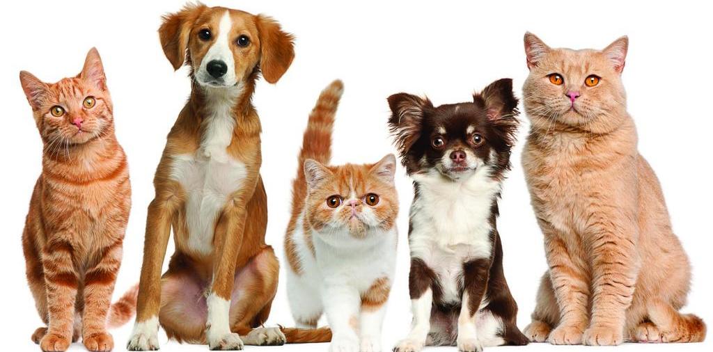 Доска объявлений о животных | ЗооТом - продажа, вязка и услуги для животных в Вихоревке