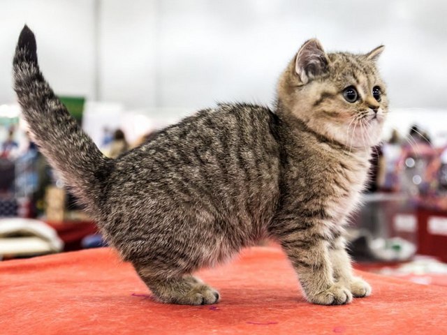 Породы кошек в Вихоревке | ЗооТом портал о животных