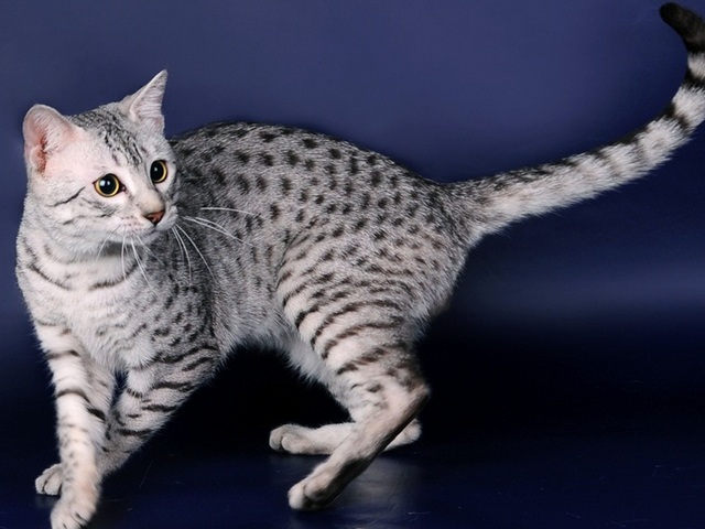 Породы кошек в Вихоревке | ЗооТом портал о животных