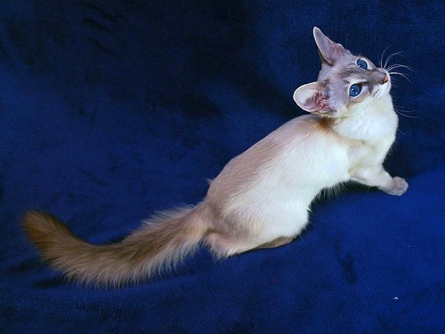 Выведенные породы кошек в Вихоревке | ЗооТом портал о животных