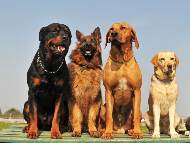 Крупные породы собак в Вихоревке | ЗооТом портал о животных